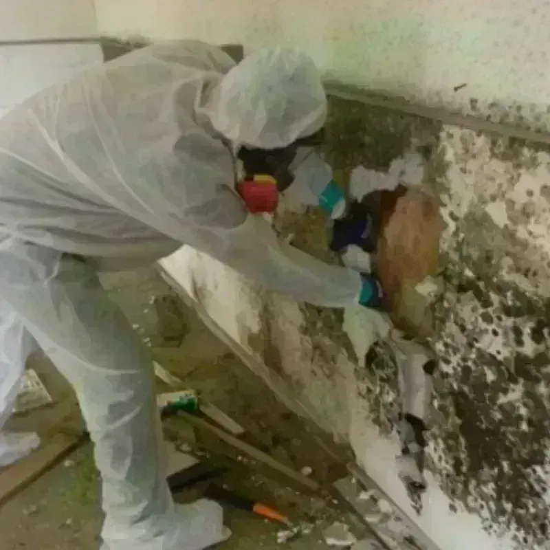 Mold Remediation and Removal in Janesville, CA